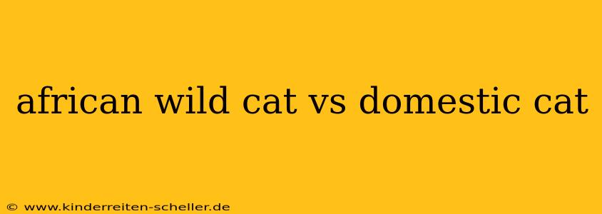 african wild cat vs domestic cat