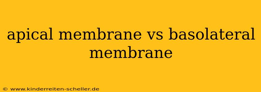 apical membrane vs basolateral membrane