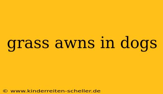 grass awns in dogs