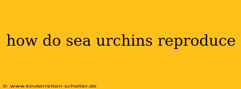 how do sea urchins reproduce