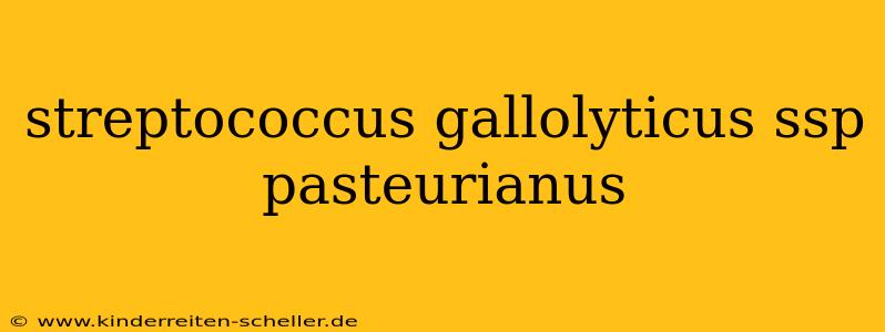 streptococcus gallolyticus ssp pasteurianus