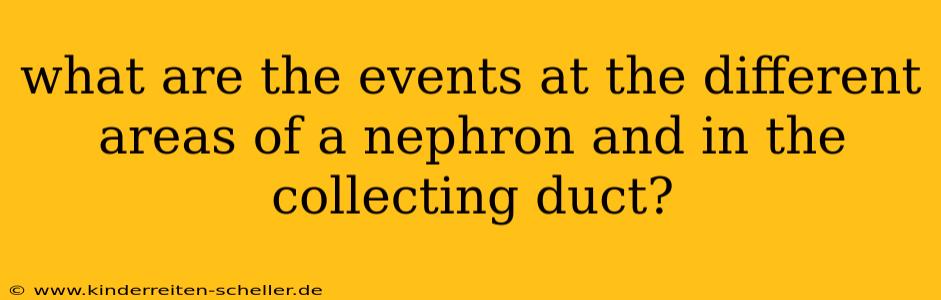 what are the events at the different areas of a nephron and in the collecting duct?