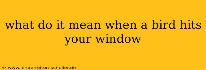 what do it mean when a bird hits your window