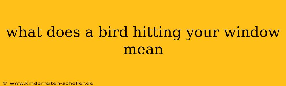 what does a bird hitting your window mean
