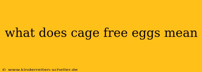 what does cage free eggs mean