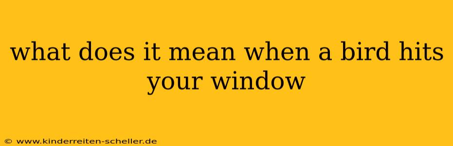 what does it mean when a bird hits your window