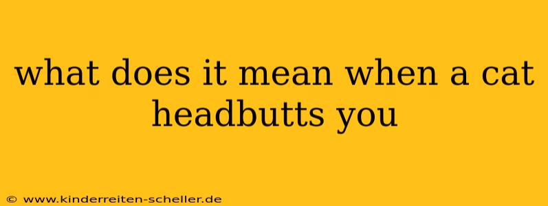 what does it mean when a cat headbutts you