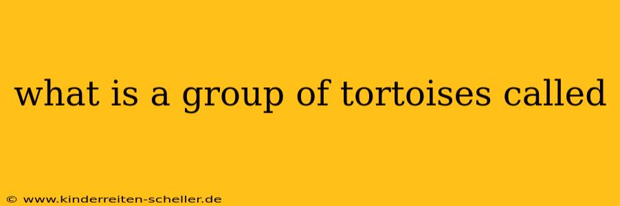what is a group of tortoises called