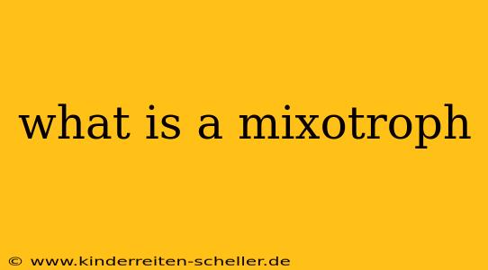 what is a mixotroph