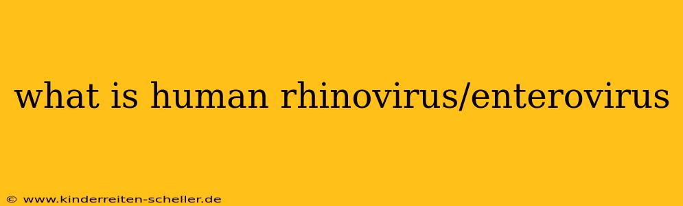 what is human rhinovirus/enterovirus